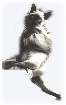 ���� roro Photo1