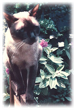 ���� roro Photo2